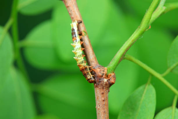 istock Lepidoptera larvae in the wild, North China 2016587108