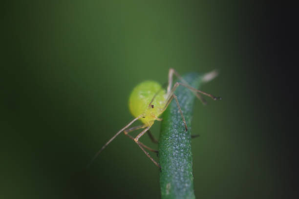 istock Aphids in the wild, North China 2016590161