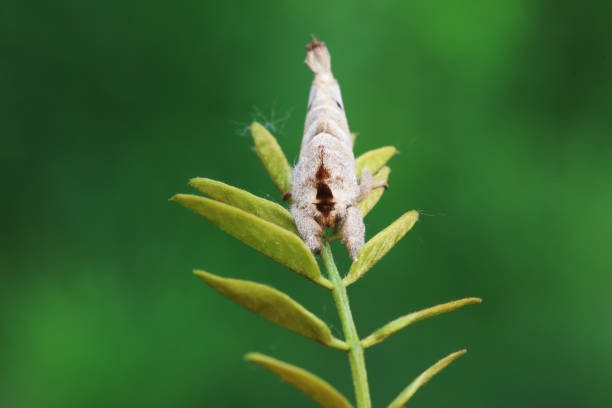 Lepidoptera insects in the wild, North China