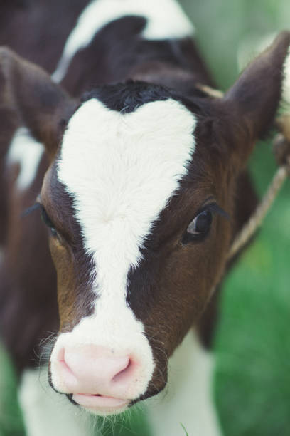 istock beautiful baby cow 2016595239