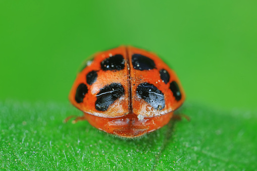 Coccinella septempunctata Seven-Spotted Ladybug Insect. Digitally Enhanced Photograph.