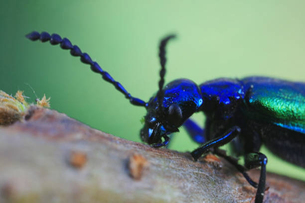 istock Coleoptera insect -- green Daphne genkwa, North China 2016610044