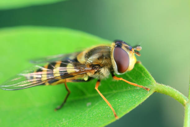 istock Aphid eating flies in the wild, North China 2016613105