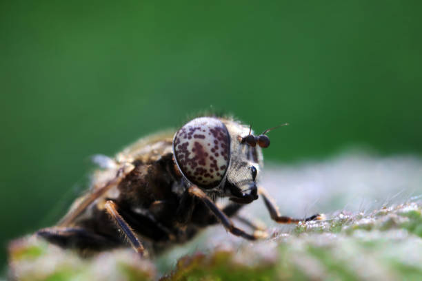Aphid eating flies in the wild, North China