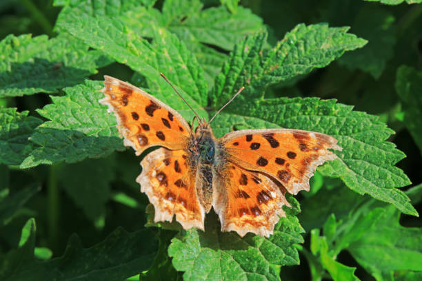 istock Lepidoptera insects in the wild, North China 2016644423