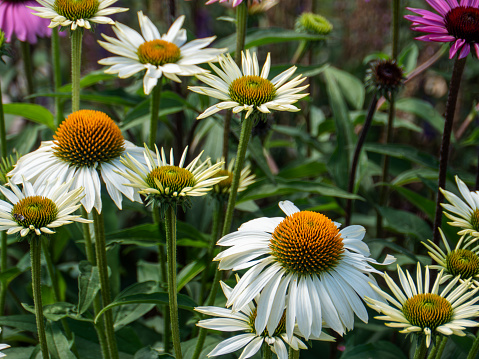 Vibrant Echinacea Flowers in a Summer Garden