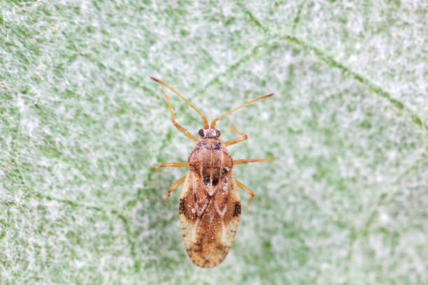 istock Hemiptera bugs in the wild, North China 2016680316