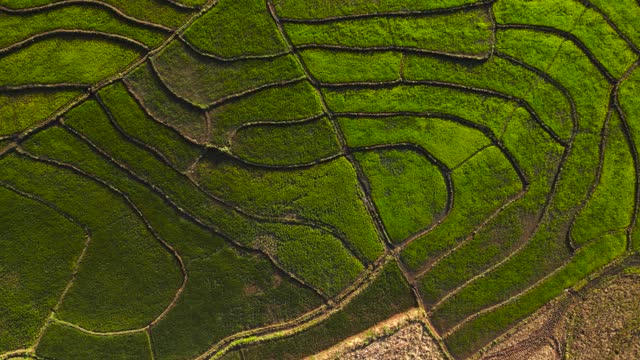 Cultivated rice paddy terraces . Aerial view of agricultural industry fields.