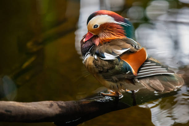 istock Wood Duck sitting on log 2016722842
