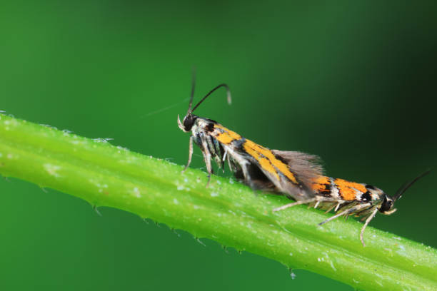istock Lepidoptera insects in the wild, North China 2016727989