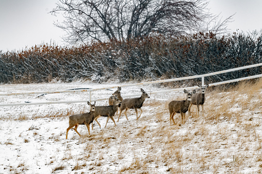 Herd of deer on Montana prairie in winter in western USA of North America