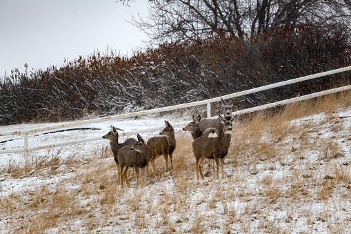 Herd of deer on Montana prairie in winter in western USA of North America
