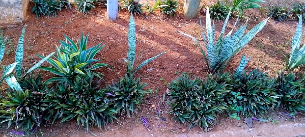 Snake plant growing in a garden.