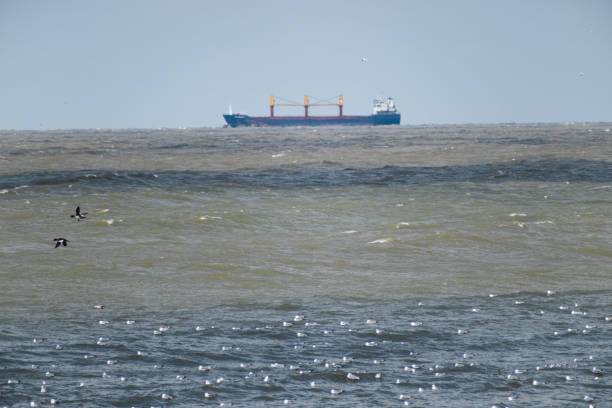 Seagulls And Mergansers Flying Over Lake With Mining Boat In Background