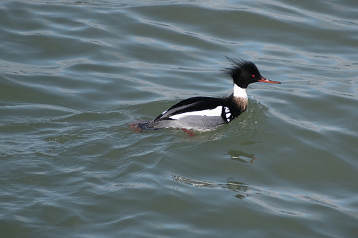 Male Female Red-breasted Merganser (Mergus serrator) Swimming In Blue Lake