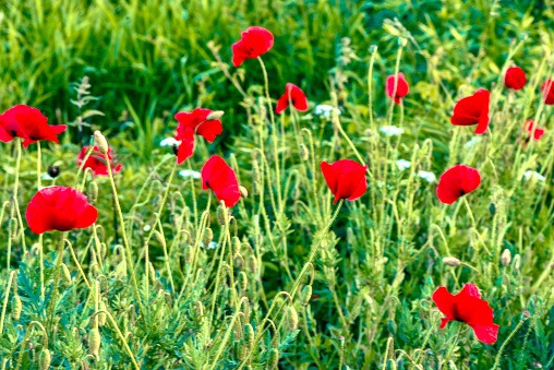 Poppy is a genus of plants from the poppy family with large red, pink flowers. The genus unites more than 100 species of plants, of which the wild poppy and the garden poppy are the most common.