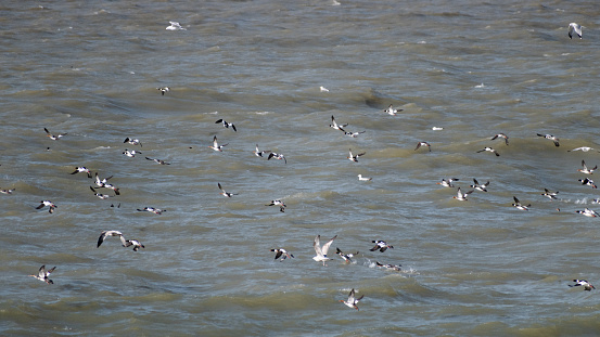 Gulls And Mergansers Flying Over Lake Erie Waves