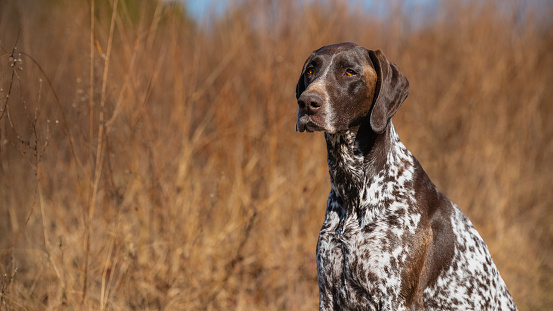 German Shorthaired Pointer in nature