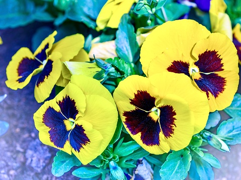 Colorful pansy flowers in the garden, selective focus, shallow DOF.