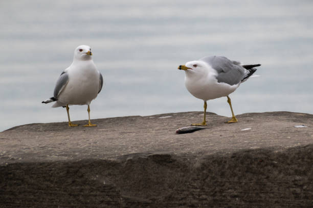 istock Ring-billed Gulls (Larus delawarensis) Eating Fish On Stone Jetty 2016813591