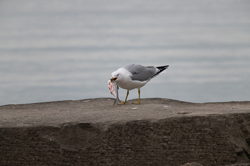 Ring-billed Gull (Larus delawarensis) Eating Fish On Stone Jetty
