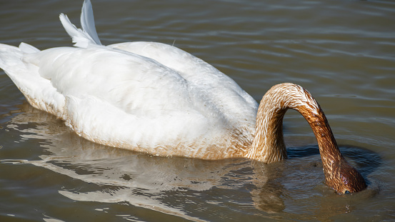 Trumpeter Swan (Cygnus buccinator) Close Up Dunking Head In Muddy Water