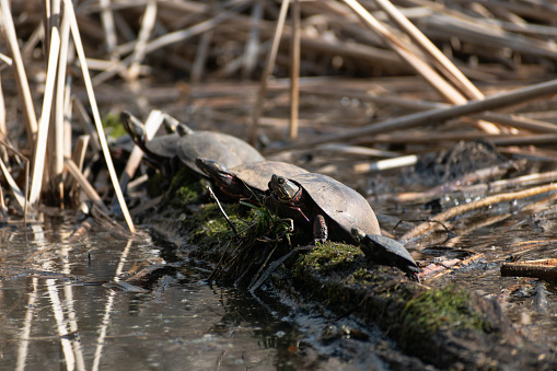 Painted Turtles (Chrysemys picta) Basking On Mossy Wetland Log