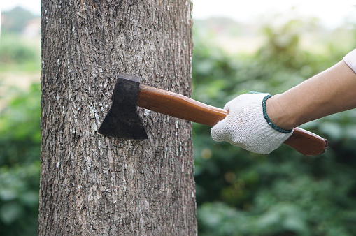 Closeup hand holds wooden handle axe to cut tree. Concept, Manual tool for carpenter and lumberjack, woodcutter. Weapon. Bring down tree. Destroy forest. Deforestation.