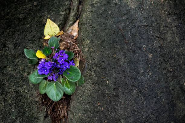 istock Purple Flowers in rocks 2016826518