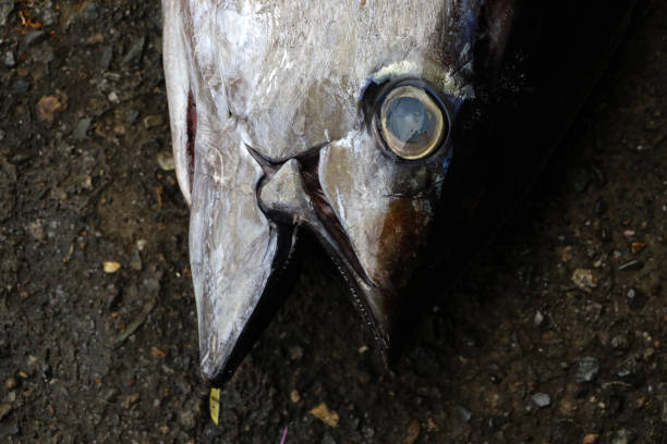 fresh yellowfin tuna - tuna steak tuna prepared ahi meat zdjęcia i obrazy z banku zdjęć