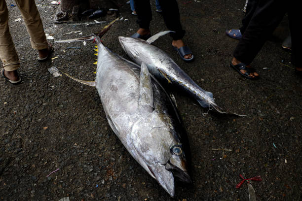 fresh yellowfin tuna - tuna steak tuna prepared ahi meat zdjęcia i obrazy z banku zdjęć