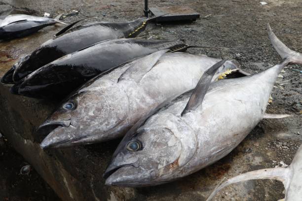 신선한 황다랑어 - tuna prepared ahi food tuna steak 뉴스 사진 이미지
