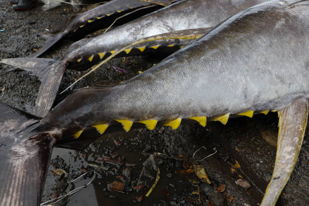 fresh yellowfin tuna - tuna steak tuna prepared ahi meat imagens e fotografias de stock
