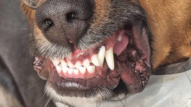 Photo of teeths tooth of fierce dog close up
