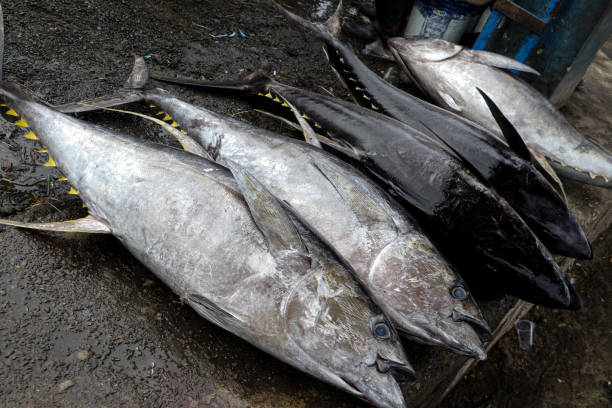 fresh yellowfin tuna - tuna steak tuna prepared ahi meat imagens e fotografias de stock