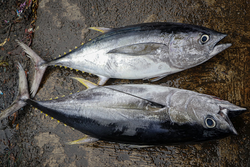 Fresh yellowfin tuna at a traditional market, Aceh, Indonesia.