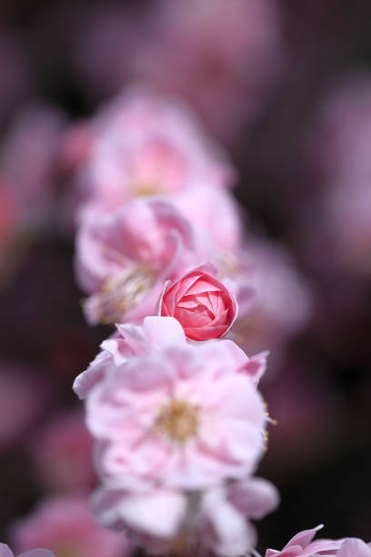 Branches of an apricot tree with pink buds with the blurred background.