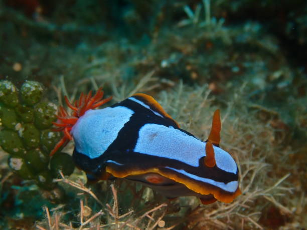 istock Orange black and blue nudibranch Western Australia 2016946219