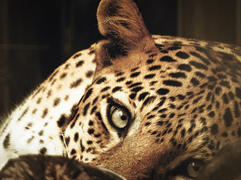 A Leopard Looking At Camera