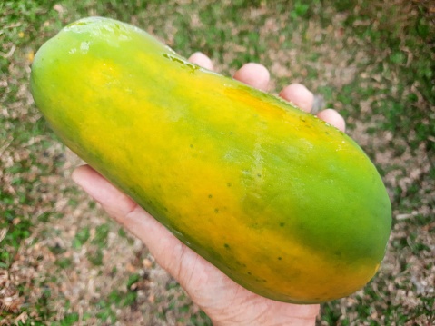 Hand holding Papaya Fruit - green background.