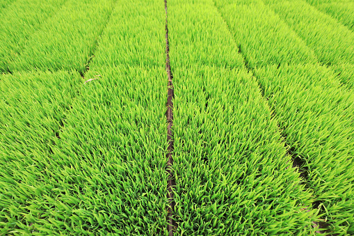 Rice seedlings are on the farm, North China