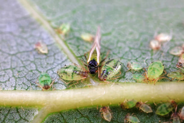 istock Aphids in the wild, North China 2016995977