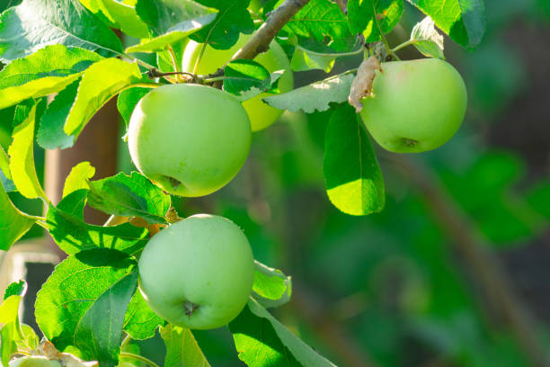istock Sight unfolds as a multitude of juicy, green apples dangle gracefully from a vibrant tree branch. 2016996490