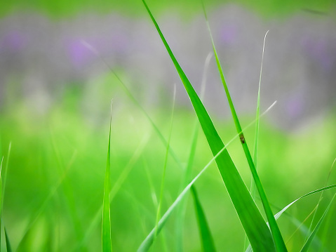 Green Grass Pattern