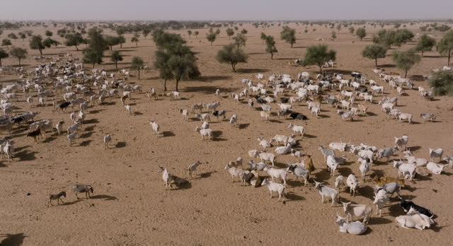 Aerial. Herd of Fulani cattle looking for grazing in the barren landscape of the Sahel, Sahara Desert, North Africa. Drought, Climate Change, Desertification