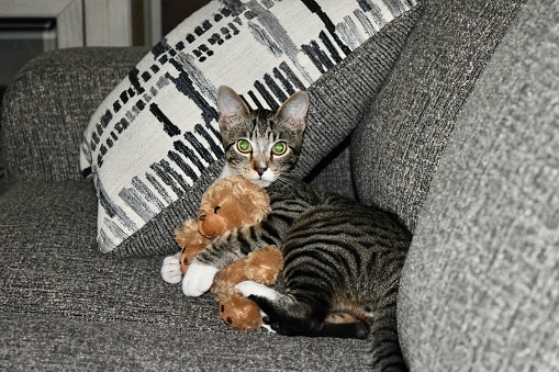 Adorable black and grey tabby kitten playing with teddy bear on a gray couch