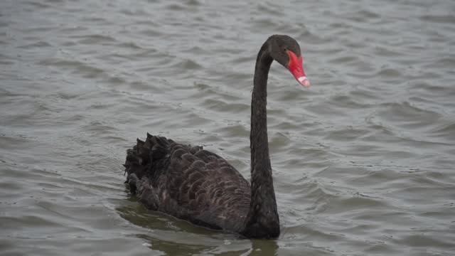 A black swan swimming in the water.