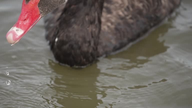 A black swan swimming in the water.