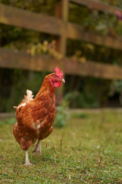 istock Chicken Close up on the Green Grass 2017036078