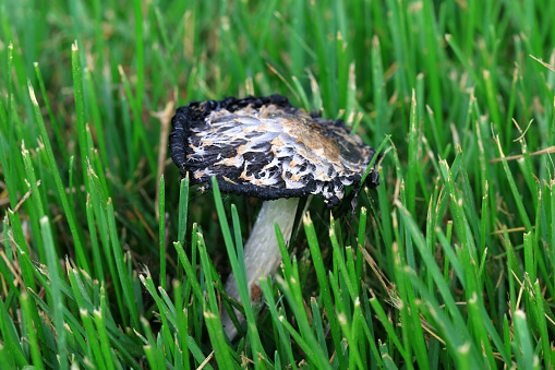 Cap of the lamellar forest mushroom, spongy and lamellar mushrooms, poisonous and edible mushrooms